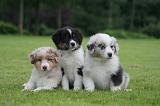 BERGER AUSTRALIEN PUPPIES 826